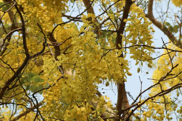 Küçük Sarı Çiçek ya da Cassia fistül çiçeğini kapat