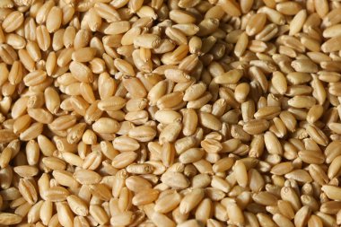 Tahıl buğdayının en üst görüntüsü. Arkaplan için tam tahıl