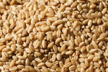 Tahıl buğdayının en üst görüntüsü. Arkaplan için tam tahıl