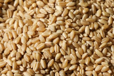 Tahıl buğdayının en üst görüntüsü. Arkaplan için tam tahıl