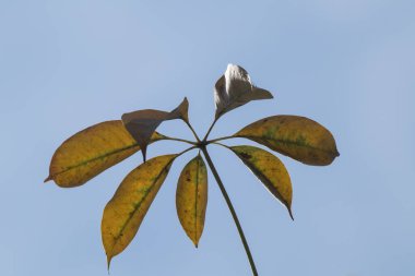 Bombax ceiba yaprağını veya ipek pamuk yaprağını kapat