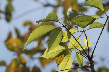 Bombax ceiba yaprağını veya ipek pamuk yaprağını kapat