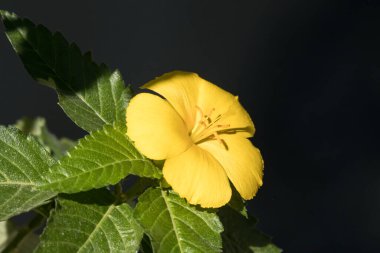 Bilge Sarı Alder Sarı Düğünçiçekleri Turnera ultraviyole Turnera ulmifolisi. Altın Bebek