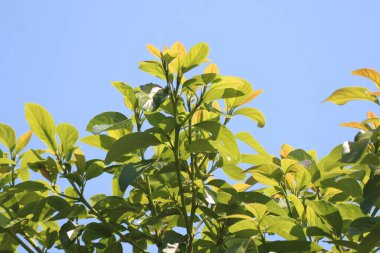 Yeşil taze avokado yaprağı