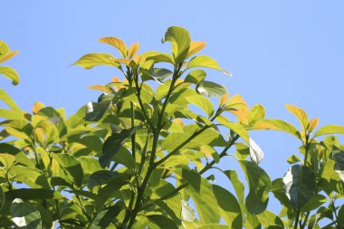Yeşil taze avokado yaprağı