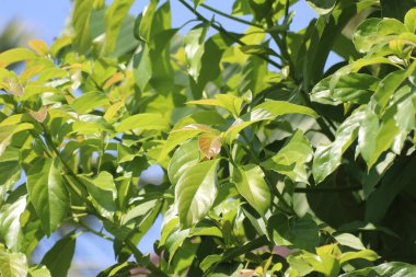 Yeşil taze avokado yaprağı