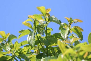 Yeşil taze avokado yaprağı