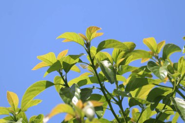Yeşil taze avokado yaprağı