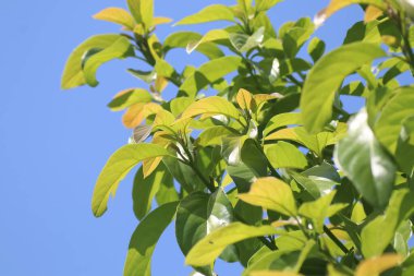 Yeşil taze avokado yaprağı