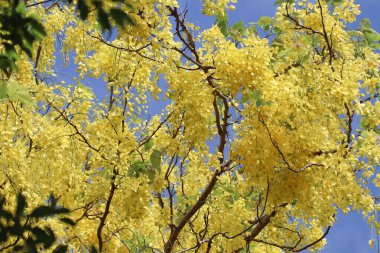 Küçük Sarı Çiçek ya da Cassia fistül çiçeğini kapat