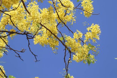 Küçük Sarı Çiçek ya da Cassia fistül çiçeğini kapat