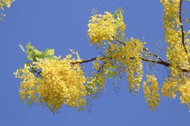 Küçük Sarı Çiçek ya da Cassia fistül çiçeğini kapat