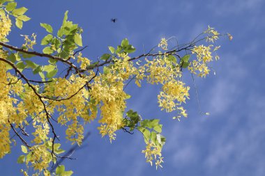 Küçük Sarı Çiçek ya da Cassia fistül çiçeğini kapat