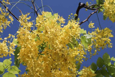 Küçük Sarı Çiçek ya da Cassia fistül çiçeğini kapat