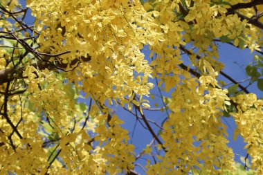 Küçük Sarı Çiçek ya da Cassia fistül çiçeğini kapat