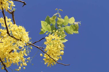 Küçük Sarı Çiçek ya da Cassia fistül çiçeğini kapat