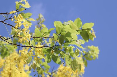 Küçük Sarı Çiçek ya da Cassia fistül çiçeğini kapat