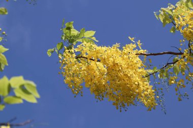 Küçük Sarı Çiçek ya da Cassia fistül çiçeğini kapat