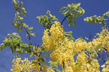 Küçük Sarı Çiçek ya da Cassia fistül çiçeğini kapat