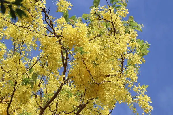 Küçük Sarı Çiçek ya da Cassia fistül çiçeğini kapat