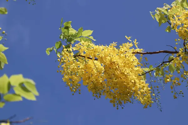 Küçük Sarı Çiçek ya da Cassia fistül çiçeğini kapat
