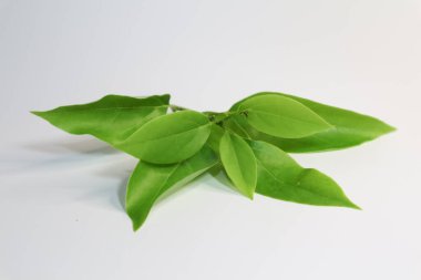 Yaprak Cinnamomum camphora ağacı beyaz arka plan üzerinde kapatın