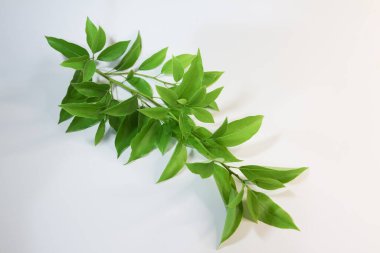 Yaprak Cinnamomum camphora ağacı beyaz arka plan üzerinde kapatın