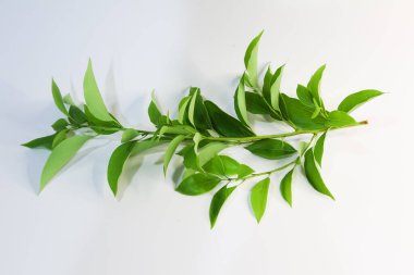 Yaprak Cinnamomum camphora ağacı beyaz arka plan üzerinde kapatın