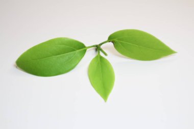 Yaprak Cinnamomum camphora ağacı beyaz arka plan üzerinde kapatın
