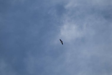 Gökyüzünde uçan Asya gagalı kuş sürüsü