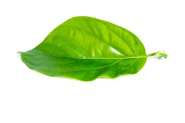 Beyaz arkaplanda yeşil, taze avokado yaprağı