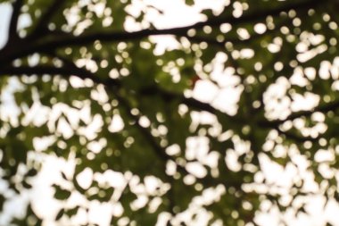 Tarçın kafur ağacı bulanıklığı