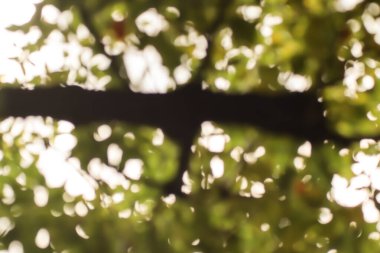 Tarçın kafur ağacı bulanıklığı