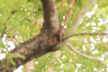 Tarçın kafur ağacı bulanıklığı