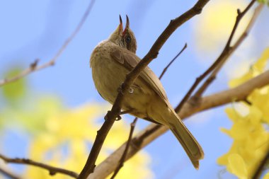 Sarı ağaçtaki sarı kuş