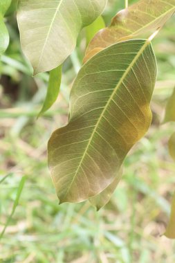 Ficus Lacor Buch 'un genç yaprakları.