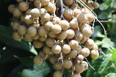 Longan meyve ağacı üzerinde
