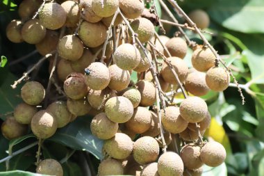 Longan meyve ağacı üzerinde
