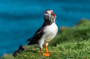 A vibrant puffin proudly displaying its catch against the stunning backdrop of the Faroe Islands blue waters. clipart