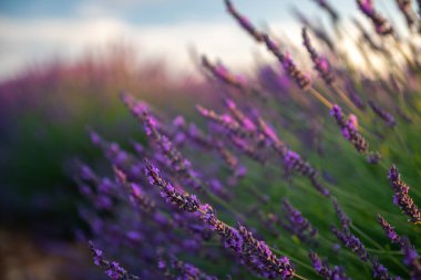 Fransa, Provence 'de nefes kesici lavanta tarlaları, dingin bir gökyüzü altında canlı mor çiçekler sergiliyor..