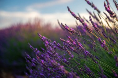 Pahalı Provence arazisindeki lavanta çiçeklerinin çarpıcı güzelliğini tecrübe edin, doğa severler ve seyahat meraklıları için mükemmeldir..