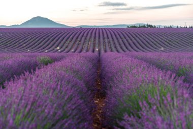 Fransa 'nın Provence kentindeki lavanta tarlalarının nefes kesici güzelliğini yakalayın. Sabah güneşinin tadını çıkarın..