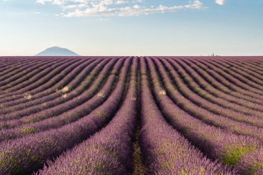 Fransa 'nın Provence kentindeki nefes kesici lavanta tarlaları açık bir gökyüzü altında canlı mor çizgiler sergiliyor..