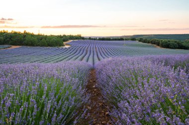 Brihuega, İspanya 'nın nefes kesici lavanta tarlalarını keşfedin, canlı bir yaz günbatımında yakalandılar. Görülmesi gereken doğal bir güzellik..