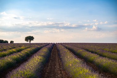 İspanya 'daki lavanta tarlalarının nefes kesici manzarası. Gökyüzünün altında canlı mor çiçekler sergiliyor..