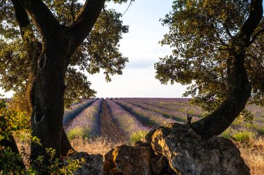 İspanya 'da görkemli ağaçların çerçevelediği lavanta tarlalarının huzur veren güzelliğini keşfedin. Doğa aşıkları ve fotoğrafçılar için mükemmel bir sahne..