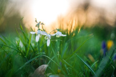 Güzel kar damlaları yemyeşil çimlerde çiçek açıyor, büyüleyici bir Amsterdam günbatımında yakalandılar..