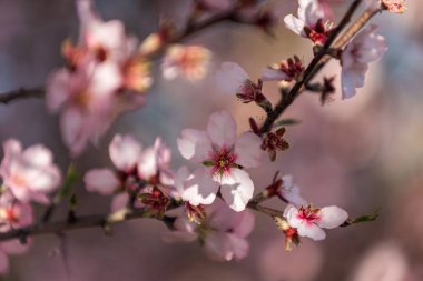 Bu çarpıcı yakın çekim Valencia 'daki narin badem çiçeklerini yakalar. Yumuşak bir arkaplanda canlı pembe renklerini gösterir..