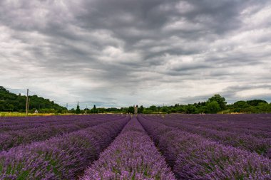 Dengesiz bir gökyüzü tarafından çerçevelenmiş Provence 'deki lavanta tarlalarının huzur veren güzelliğini keşfedin. Doğanın canlı renklerine mükemmel bir kaçış..