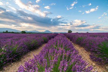 Provence, Fransa 'nın nefes kesici lavanta tarlaları canlı renkler ve manzaralı güzellikler sergiliyor. Seyahat ve doğa meraklıları için mükemmel..